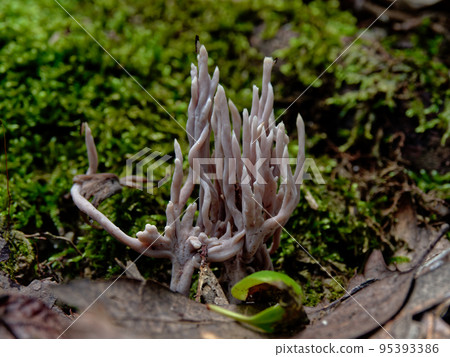 Mushroom World Mushroom Mushroom Mushroom Mushroom World Mushroom Mushroom Mushroom 95393386