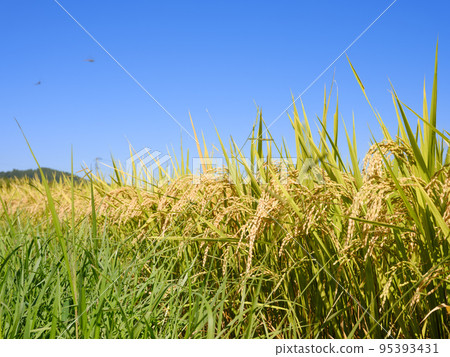 在晴朗的秋天天氣收穫的稻米 95393431