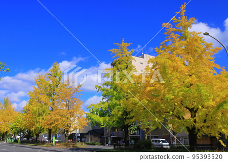 Horikawa Imadegawa (Kamigyo Ward, Kyoto City) Gingko tree-lined autumn leaves 95393520