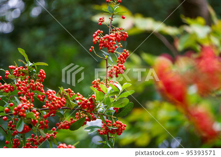 有紅色漿果的南天樹 有紅色漿果的南天樹 95393571