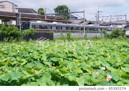 A suburban train that stops at the son-in-law of the lotus pond in midsummer A suburban train that stops at the son-in-law of the lotus pond in midsummer 95393574