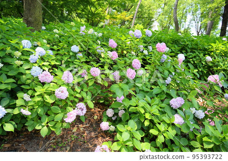 hydrangea flower 95393722