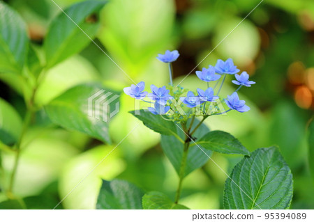 Gaku hydrangea flower 95394089