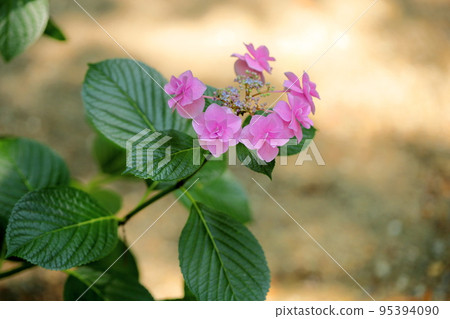 Gaku繡球花 Gaku繡球花 95394090