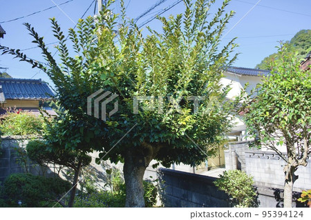 花園裡雜草叢生的香菇的芽（樹枝） 95394124