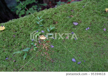 苔蘚、鵝卵石和小植物 苔蘚、鵝卵石和小植物 95394618