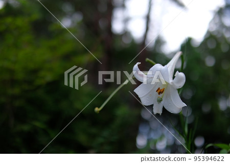 Lily blooming in the field Lily blooming in the field 95394622