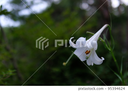 Lily blooming in the field Lily blooming in the field 95394624
