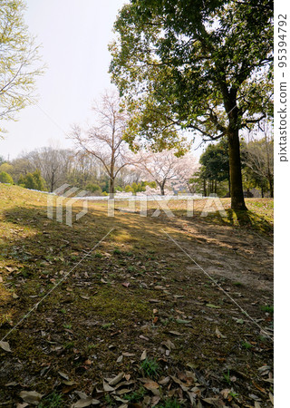 Blue sky, cherry blossoms and nemophila_Gifu World Rose Garden Blue sky, cherry blossoms and nemophila_Gifu World Rose Garden 95394792