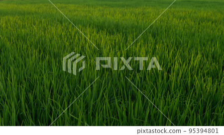 rice fields at sunset rice fields at sunset 95394801