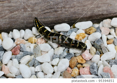 Larvae of moth moth Moth larvae Larvae of moth moth Moth larvae 95394851