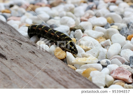 Larvae of moth moth Moth larvae 95394857