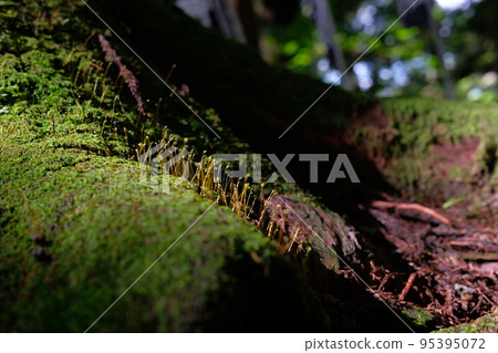 small tree root small tree root 95395072