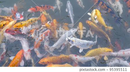 Many colorful koi are swimming in the clear water. 95395511
