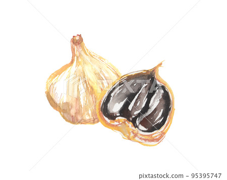 水彩畫的黑大蒜插圖 95395747