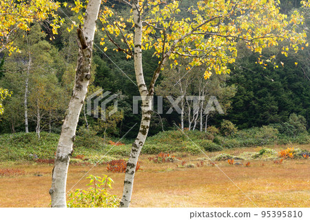 White leaves of white birch White leaves of white birch 95395810