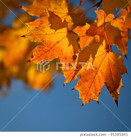 Autumn. Beautiful colorful leaves on trees in autumn time. Natural seasonal color background for fall. 95395841