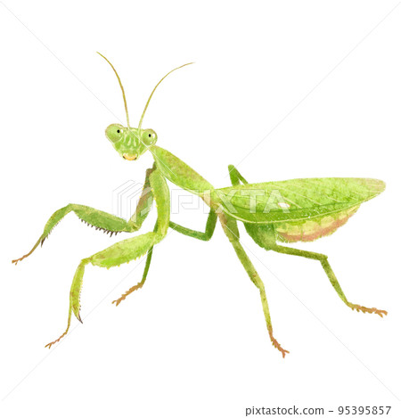 大腹螳螂女 95395857