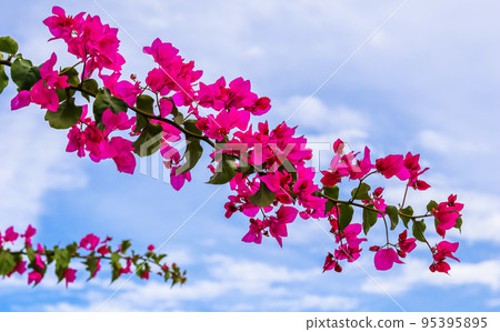 Magenta bougainvillea flowers on the background of the sky with clouds 95395895