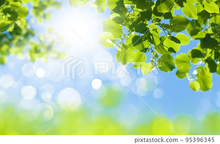 Tree branch with leaves in front of blue sunny sky 95396345