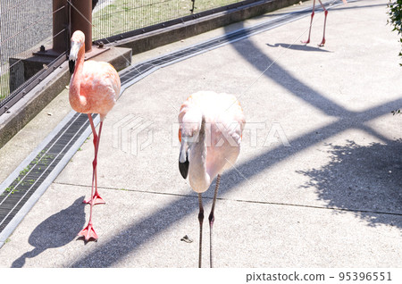 火烈鳥追逐 火烈鳥追逐 95396551