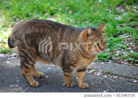 Stray cat Stray cat 95396559