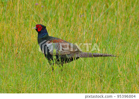 pheasant pheasant 95396804