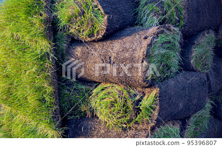 rolled grass lawn is ready for laying rolled grass lawn is ready for laying 95396807