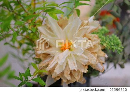 Dehydration, withered flowers, aging 95396830