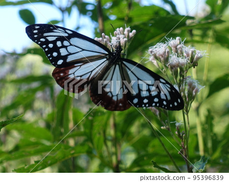 板栗虎蝴蝶蝴蝶 95396839