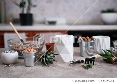 Succulent haworthia Plant with roots ready for planting into White ceramic Pot Succulent haworthia Plant with roots ready for planting into White ceramic Pot 95396984