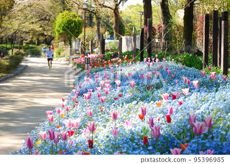 鬱金香盛開的公園 鬱金香盛開的公園 95396985
