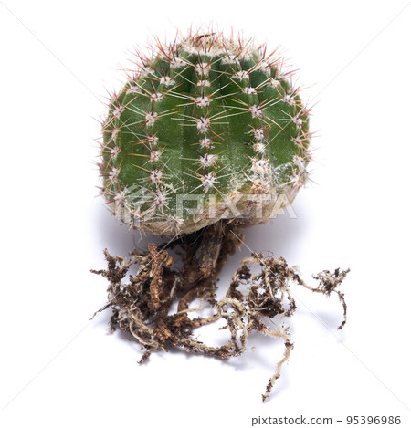 Small green cactus with strong roots isolated on white background Small green cactus with strong roots isolated on white background 95396986