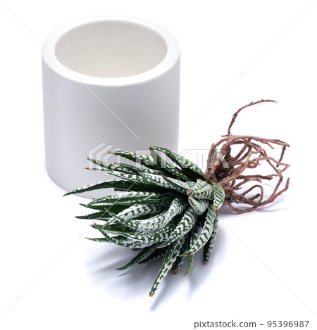 Succulent haworthia Plant with roots ready for planting into White ceramic Pot Succulent haworthia Plant with roots ready for planting into White ceramic Pot 95396987