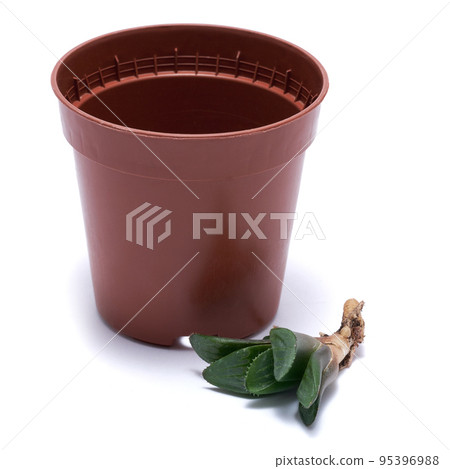 Succulent haworthia Plant with roots ready for planting into brown plastic Pot Succulent haworthia Plant with roots ready for planting into brown plastic Pot 95396988