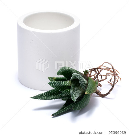 Succulent haworthia Plant with roots ready for planting into White ceramic Pot Succulent haworthia Plant with roots ready for planting into White ceramic Pot 95396989