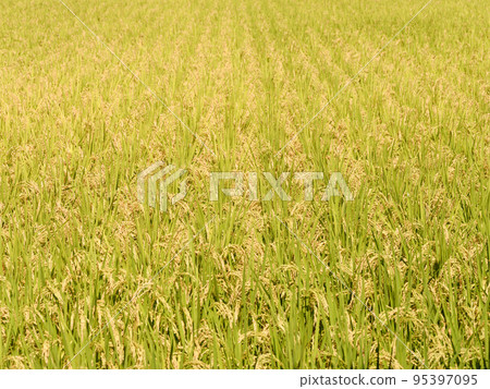 秋季收穫的農村水稻 秋季收穫的農村水稻 95397095