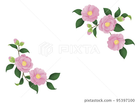 Pink camellia flower Sancha flower illustration 95397100