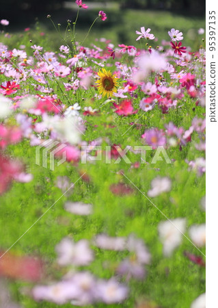 Takasaki City Hanadaka Observation Flower Hill A single sunflower blooms in a cosmos field in full bloom 95397135