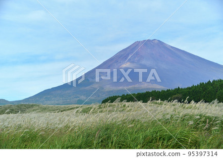 御殿場富士山腳下的潘帕斯草原 95397314
