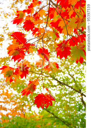 Bright autumn foliage Hokkaido Bright autumn foliage Hokkaido 95397539