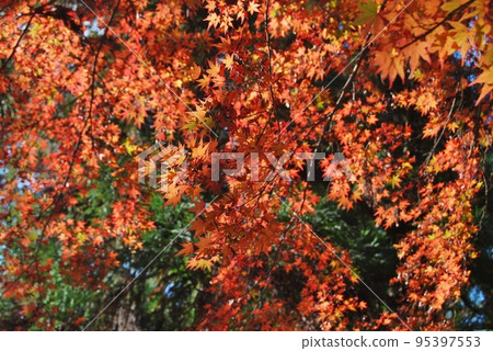 沿著水穀九神社途徑的紅葉 沿著水穀九神社途徑的紅葉 95397553