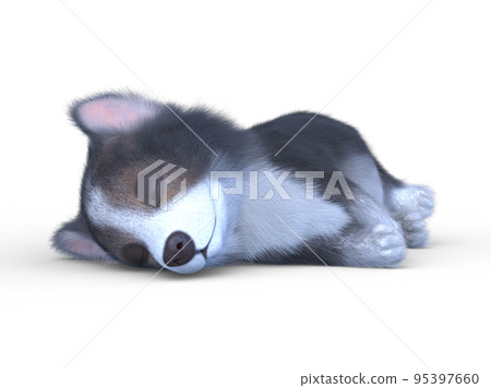 Welsh Corgi Pembroke Welsh Corgi Pembroke 95397660