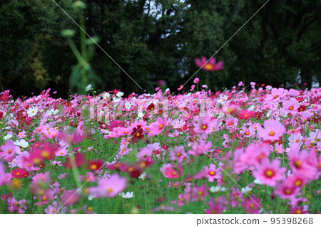 盛開的波斯菊花園 95398268