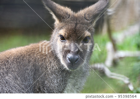 小袋鼠看這裡 95398564