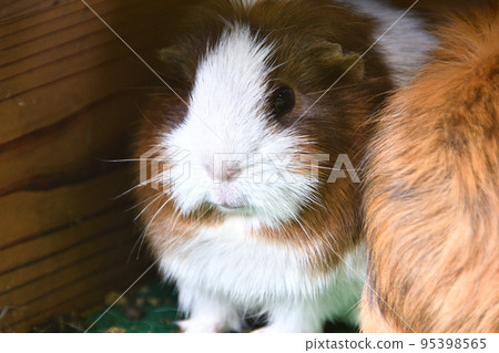 Guinea pig 95398565
