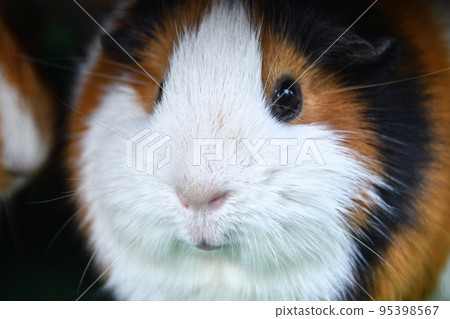 豚鼠的臉 95398567