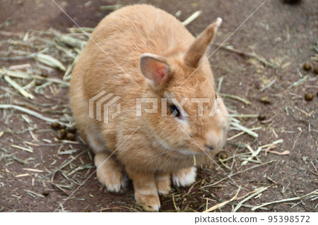 cute rabbit 95398572
