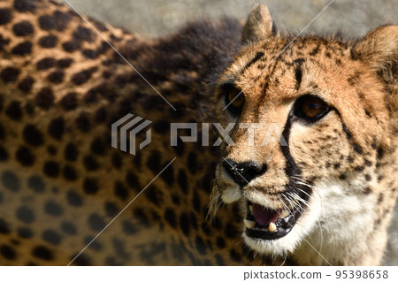 Cheetah Cheetah 95398658