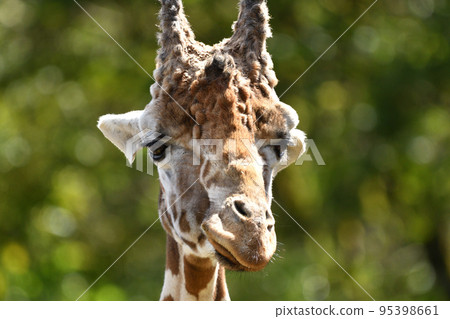 面對Amequilin 95398661